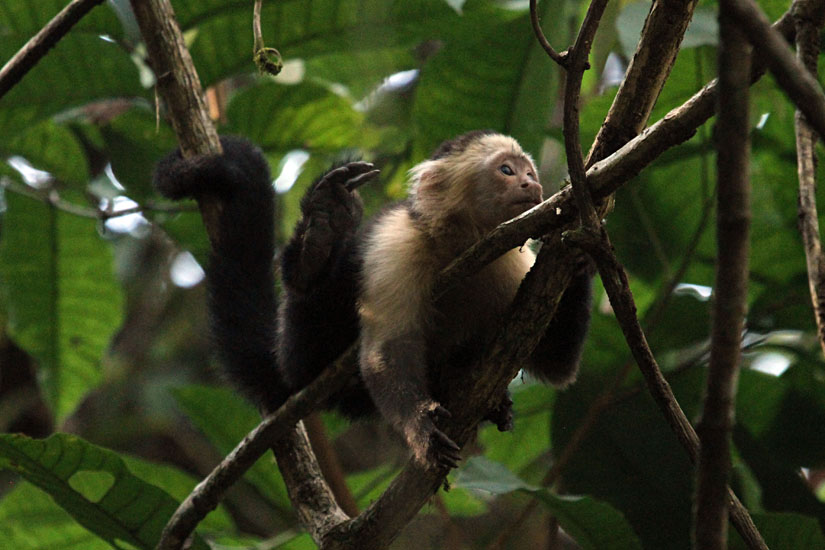 29_White-Faced Capuchin Monkey_31