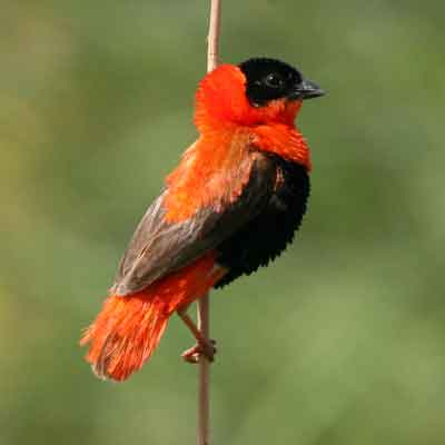Wildlife Images