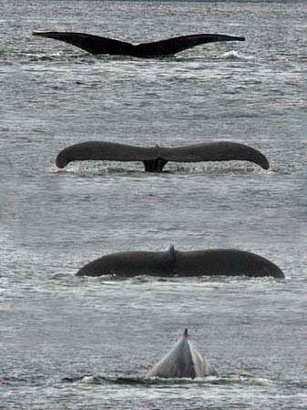 %_tempFileNamep048_whale%