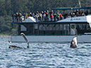 %_tempFileName029_whale%