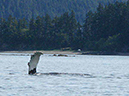 %_tempFileName036_whale%
