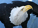%_tempFileName055_juneau%