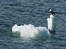 %_tempFileName077_glacierbay%