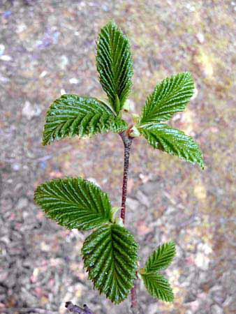 %_tempFileNamep030_alaska_%