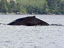 %_tempFileName004_whale_%