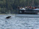 %_tempFileName021_whale_%