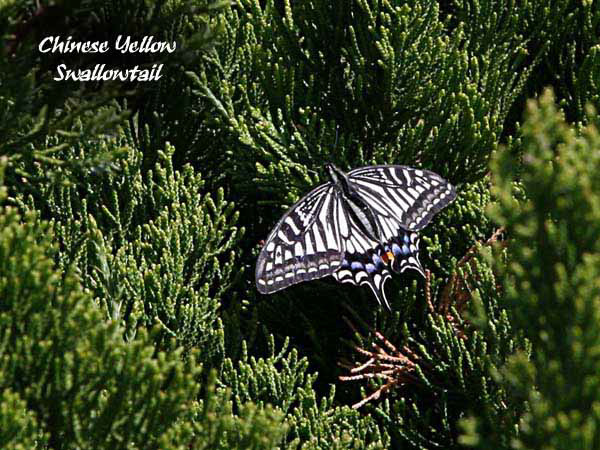 %_tempFileName015_butterfly%