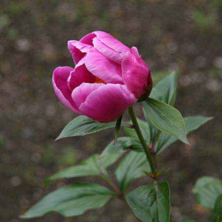 %_tempFileName038_kago%