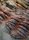 %_tempFileNamep032_pusan%