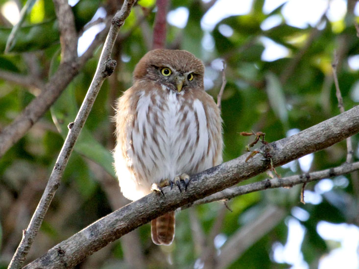 Ferruginous Pygmy-Owl _1226
