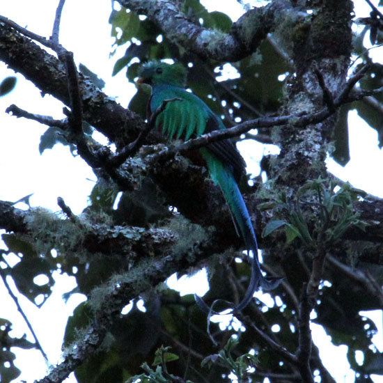 Resplendent Quetzal_1467