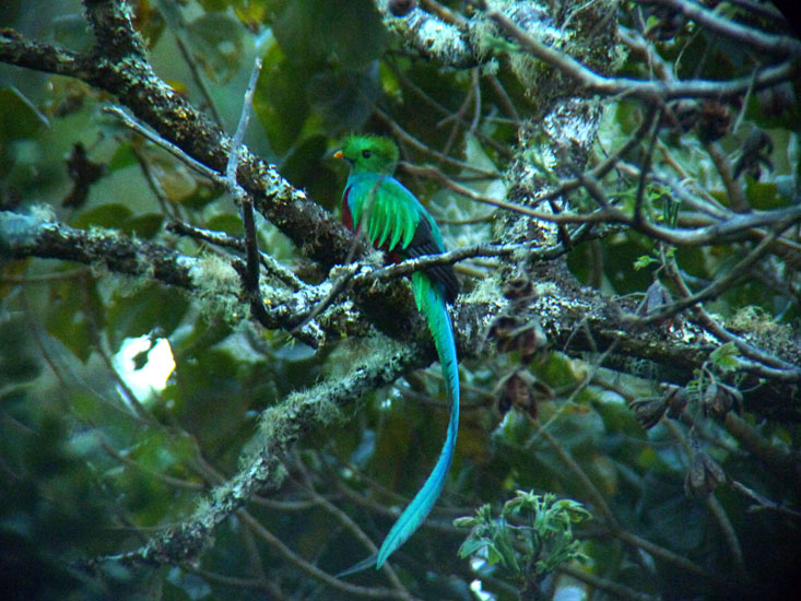 Resplendent Quetzal_P1120196 copy