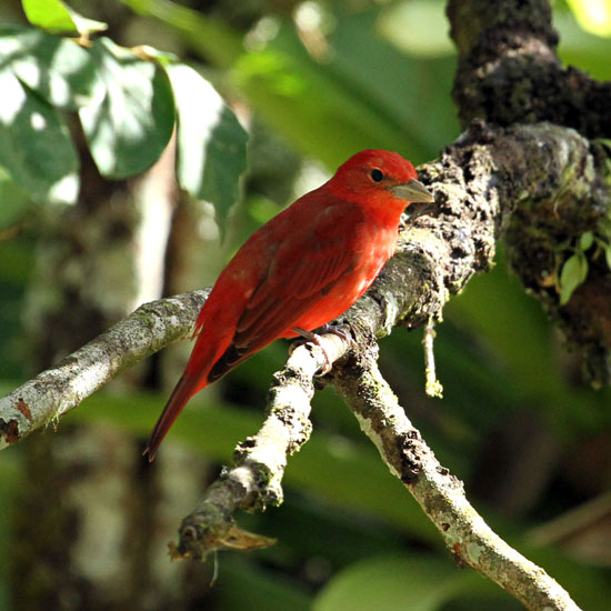 Summer Tanager_3447