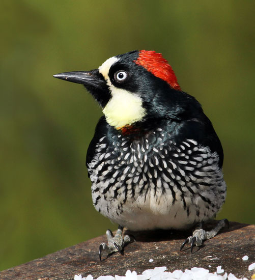acorn woodpecker -1