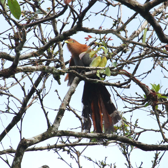 squirrel cuckoo_4499