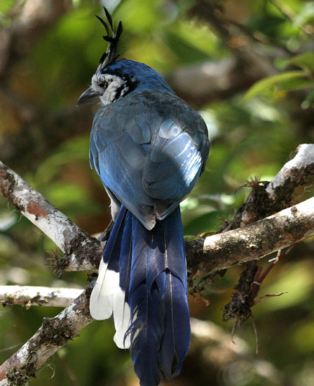 white-throated magpie jay