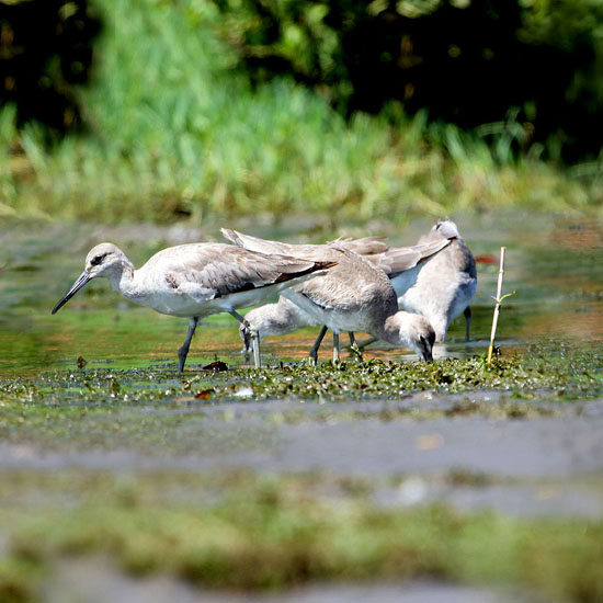 willet-1