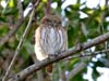 Ferruginous Pygmy-Owl _1226