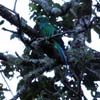 Resplendent Quetzal_1467