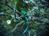 Resplendent Quetzal_P1120196 copy