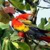Scarlet Macaw_2788