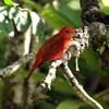 Summer Tanager_3447