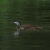 Sun Grebe_5078 
