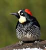 acorn woodpecker -1