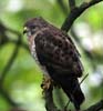 broad winged_3849