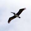 brown pelican_4702