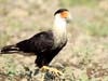 crested caracara_1923