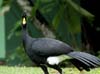 great curassow_4073