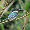 green kingfisher