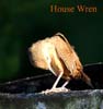 house wren