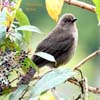mountain robin_1656