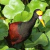 northern jacana 3