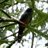 orange-bellied trogon_4025