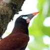 oropendola_4737a