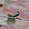 ringed kingfisher_4233