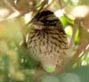 rufous collared sparrow