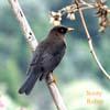 sooty robin_1593