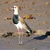 southern lapwing