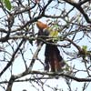 squirrel cuckoo_4499