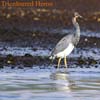 tricoloured heron
