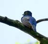 violaceous trogon