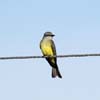 western kingbird_1286
