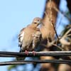 white winged dove_1291