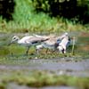 willet-1