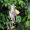 yellow crowned (j)_4452