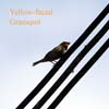 yellow faced grassquit_3017